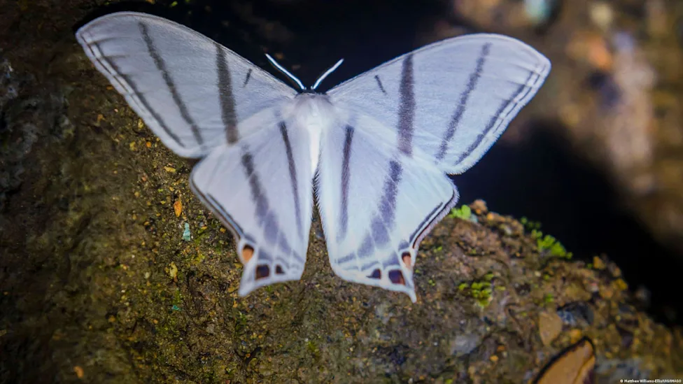 Descubren más de 8 mil especies de insectos en un bosque de Ecuador y el 97 % no existe en ningún otro lugar