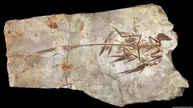 ¿Por qué nunca existieron dinosaurios del tamaño de un ratón? Un estudio ofrece una nueva explicación