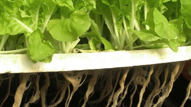 La lechuga que podría saber más a carne: científicos crean plantas capaces de producir mioglobina animal