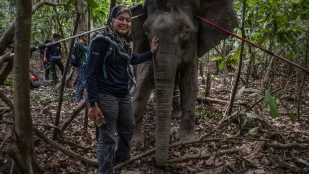 La mujer que sigue a los elefantes de Borneo para evitar que desaparezcan