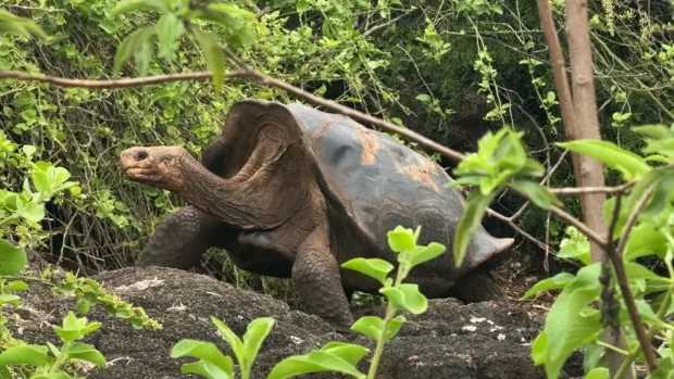 Las tortugas gigantes de Galápagos vuelven a casa: la increíble historia de una especie que se negó a desaparecer