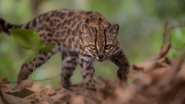 Descubren en Bolivia un pequeño felino que permaneció oculto para la ciencia durante millones de años
