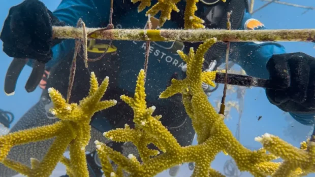 Corales contra el cambio climático: científicos buscan salvar los arrecifes de Florida